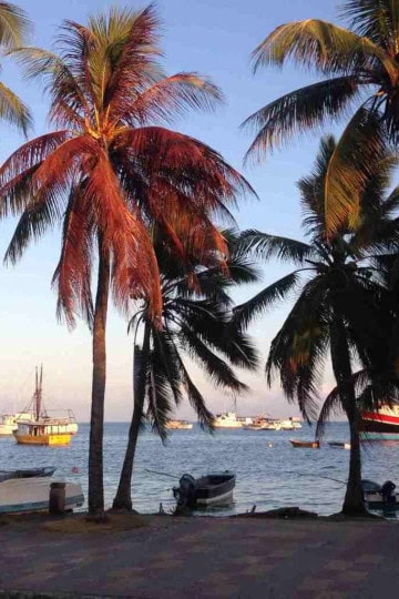 Palm Trees on San Andres Island Colombia