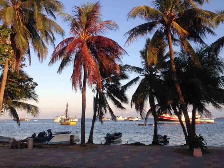 Palm Trees on San Andres Island Colombia