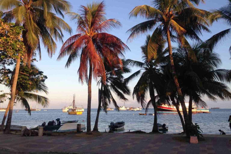 Palm Trees on San Andres Island Colombia