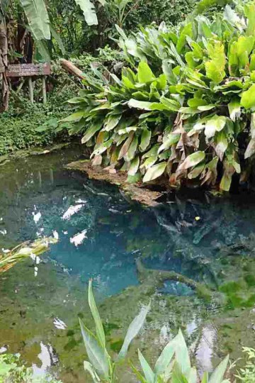 Sticky Waterfalls Chiang Mai