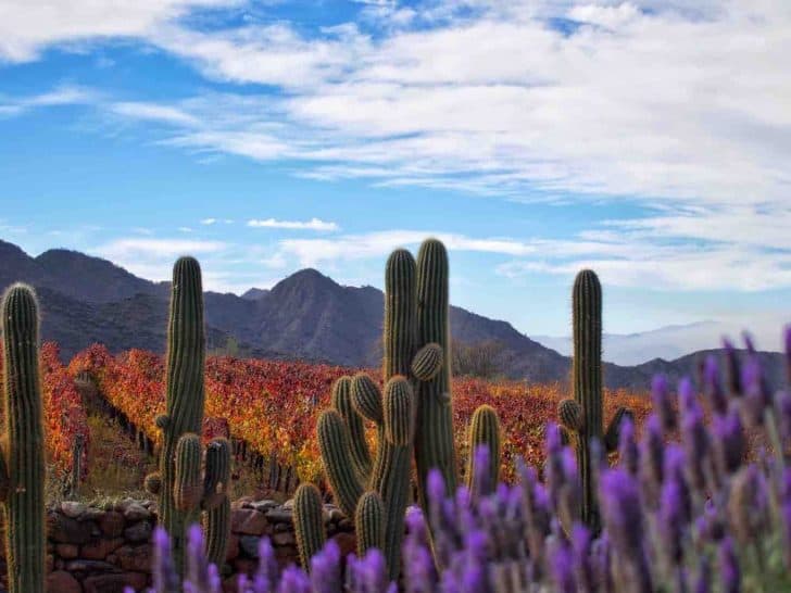 Cafayate The Ultimate Guide Banner