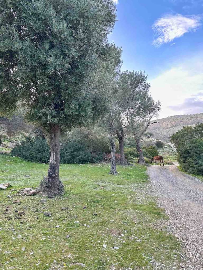 Almond trees with donkey in road