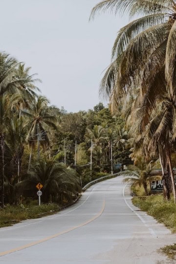 Empty curved road through palm trees in Thailand